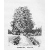 [1] "Altana w ogrodzie w Tuhanowiczach. (6690)" [2] "Brzoza Mickiewicza w Tuhanowiczach. (6691)"