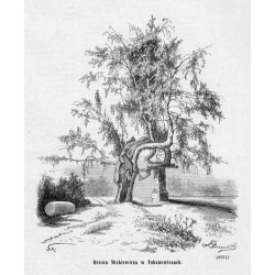 [1] "Altana w ogrodzie w Tuhanowiczach. (6690)" [2] "Brzoza Mickiewicza w Tuhanowiczach. (6691)"