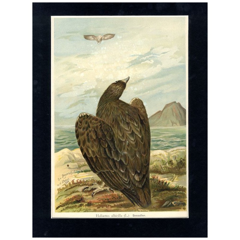 Bielik / "V. 29 Haliaetus albicilla (L.) Seeadler. Junges Weibchen 3/7 natürl. Grösse."