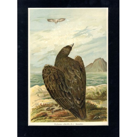 Bielik / "V. 29 Haliaetus albicilla (L.) Seeadler. Junges Weibchen 3/7 natürl. Grösse."