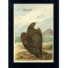 Bielik / "V. 29 Haliaetus albicilla (L.) Seeadler. Junges Weibchen 3/7 natürl. Grösse."