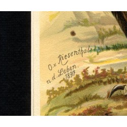 Bielik / "V. 29 Haliaetus albicilla (L.) Seeadler. Junges Weibchen 3/7 natürl. Grösse."