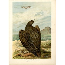 Bielik / "V. 29 Haliaetus albicilla (L.) Seeadler. Junges Weibchen 3/7 natürl. Grösse."