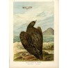 Bielik / "V. 29 Haliaetus albicilla (L.) Seeadler. Junges Weibchen 3/7 natürl. Grösse."