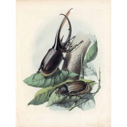 ("Żuk olbrzymi. Theogenes Neptunus, (Burmeister).")