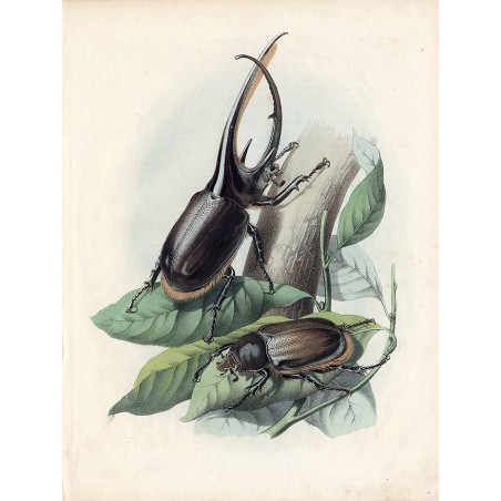 ("Żuk olbrzymi. Theogenes Neptunus, (Burmeister).")