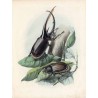 ("Żuk olbrzymi. Theogenes Neptunus, (Burmeister).")