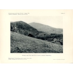 "Kwitnący zespół Psiej trawki (Nardetum) na połoninie Pożyżewskiej. Według fotografji T. Wilczyńskiego, zdjętej w połowie czerwc