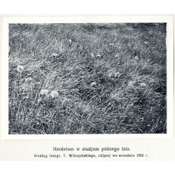 "Kwitnący zespół Psiej trawki (Nardetum) na połoninie Pożyżewskiej. Według fotografji T. Wilczyńskiego, zdjętej w połowie czerwc