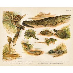 Tablica 21. 1. Żółw 2. Krokodyl 3. Jaszczurka 4. Kameleon 5. Padalec 6. Zaskroniec 7. Boa 8. Żmija 9. Okularnik