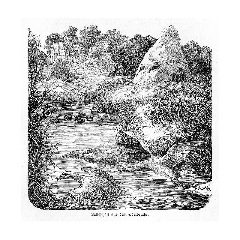"Landschaft aus dem Oderbruche."