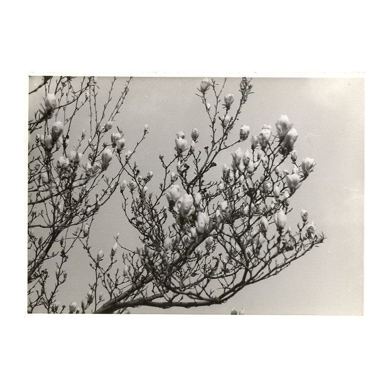 "Magnolien 74"
