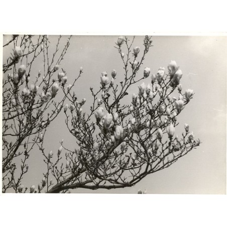 "Magnolien 74"