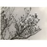 "Magnolien 74"