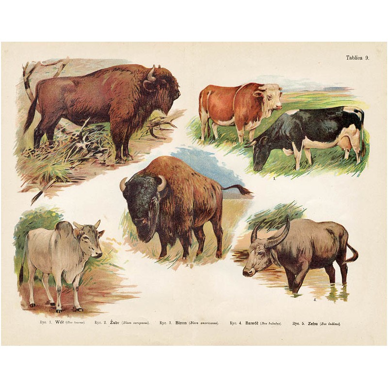 Tablica 9. 1. Wół 2. Żubr 3. Bizon 4. Bawół 5. Zebu