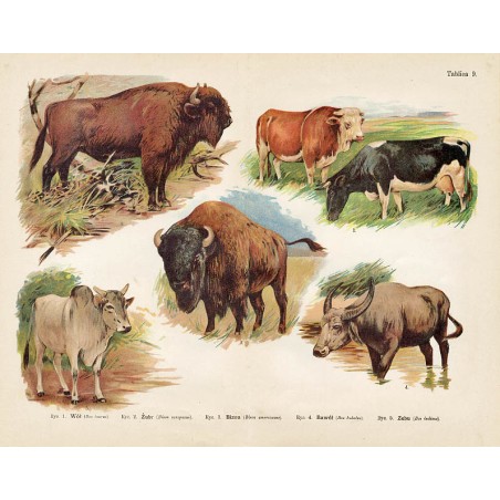 Tablica 9. 1. Wół 2. Żubr 3. Bizon 4. Bawół 5. Zebu
