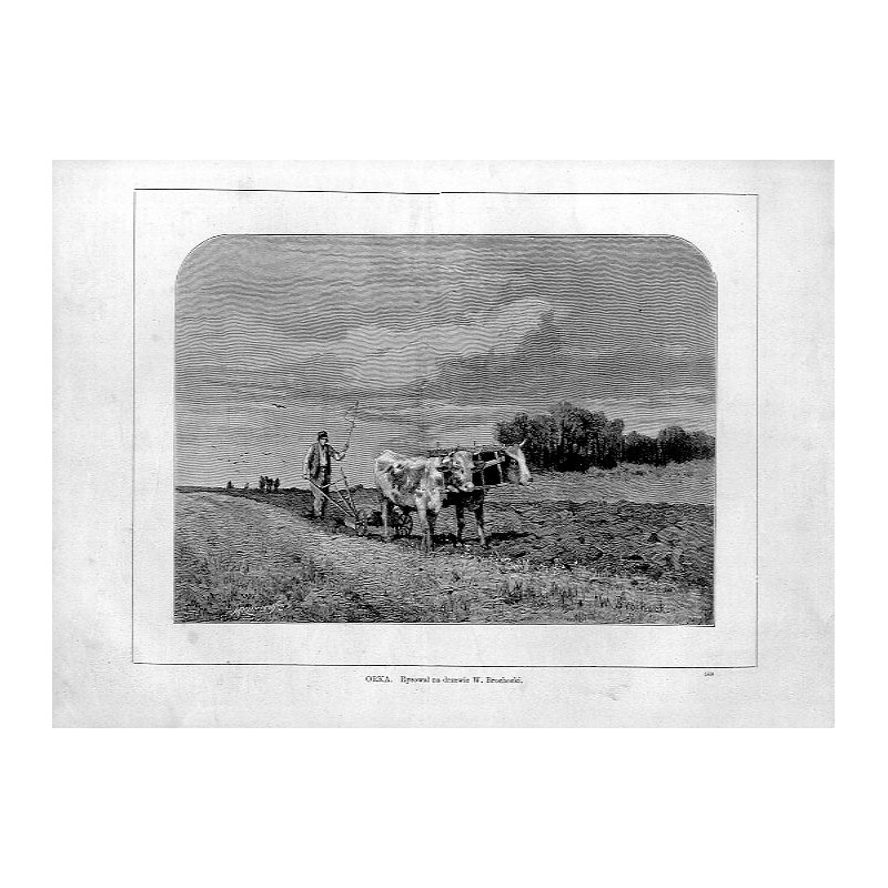 "ORKA. Rysował na drzewie W. Brochocki. 569"