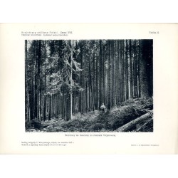 "Świerkowy las masztowy na zboczach Pożyżewskiej. Według fotografji T. Wilczyńskiego, zdjętej we wrześniu 1927 r."
