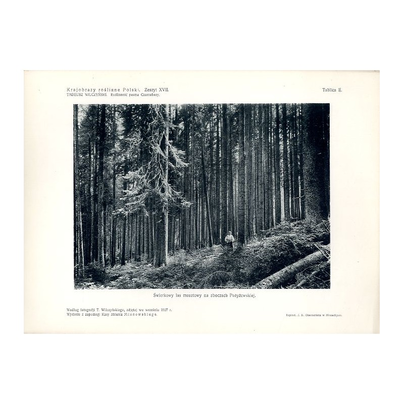 "Świerkowy las masztowy na zboczach Pożyżewskiej. Według fotografji T. Wilczyńskiego, zdjętej we wrześniu 1927 r."