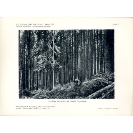 "Świerkowy las masztowy na zboczach Pożyżewskiej. Według fotografji T. Wilczyńskiego, zdjętej we wrześniu 1927 r."