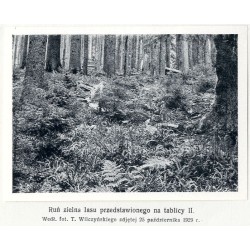 "Świerkowy las masztowy na zboczach Pożyżewskiej. Według fotografji T. Wilczyńskiego, zdjętej we wrześniu 1927 r."