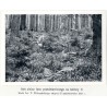 "Świerkowy las masztowy na zboczach Pożyżewskiej. Według fotografji T. Wilczyńskiego, zdjętej we wrześniu 1927 r."