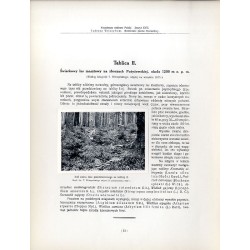 "Świerkowy las masztowy na zboczach Pożyżewskiej. Według fotografji T. Wilczyńskiego, zdjętej we wrześniu 1927 r."