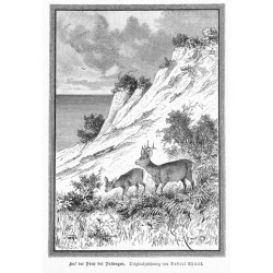 "Schmugglerbilder von der preußisch-russischen Grenze. Mit Orginalzeichnungen von Robert Aßmus. [1] Aus der Düne bei Polangen. O