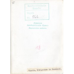 "Oppeln, Mühlgraben im Rauhreif. [...]"
