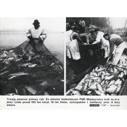 "[...] Ze stawów hodowlanych PGR Międzyrzecz trafi na krajowy rynek ponad 150 ton karpi, 10 ton linów, szczupaków i sandaczy ora