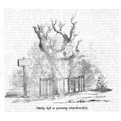 "Suchy dąb w puszcze niepołomskiéj."