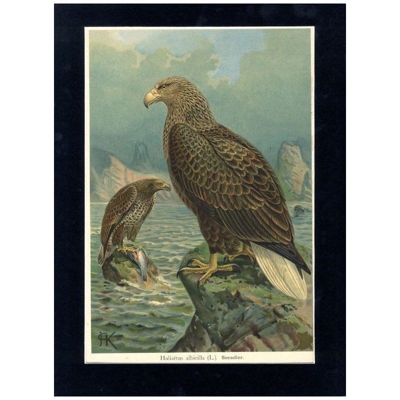 Bielik / "V. 30 Haliaëtus albicilla (L.) Seeadler. 1 älteres Weibchen. 2 junges Männchen. 3/7 natürl. Grösse."