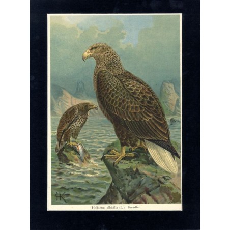Bielik / "V. 30 Haliaëtus albicilla (L.) Seeadler. 1 älteres Weibchen. 2 junges Männchen. 3/7 natürl. Grösse."