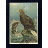 Bielik / "V. 30 Haliaëtus albicilla (L.) Seeadler. 1 älteres Weibchen. 2 junges Männchen. 3/7 natürl. Grösse."