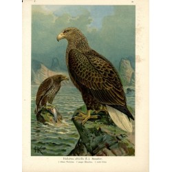 Bielik / "V. 30 Haliaëtus albicilla (L.) Seeadler. 1 älteres Weibchen. 2 junges Männchen. 3/7 natürl. Grösse."