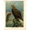 Bielik / "V. 30 Haliaëtus albicilla (L.) Seeadler. 1 älteres Weibchen. 2 junges Männchen. 3/7 natürl. Grösse."