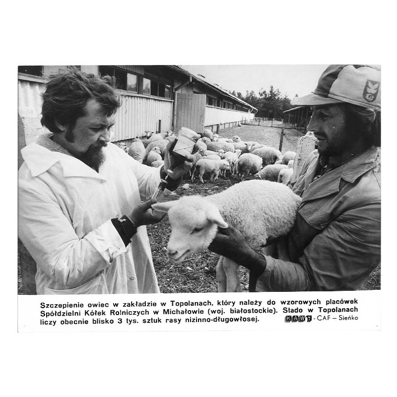 "Szczepienie owiec w zakładzie w Topolanach,który należy do wzorowych placówek Spółdzielni Kółek Rolniczych w Michałowie (woj. b