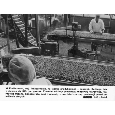 "W Pudliszkach, woj. leszczyńskie, na taśmie produkcyjnej - groszek. [...]. KAW-CAF - Rosiak"