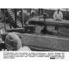 "W Pudliszkach, woj. leszczyńskie, na taśmie produkcyjnej - groszek. [...]. KAW-CAF - Rosiak"