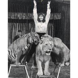 "Partnerka tresera Warzyniaka w otoczeniu swoich pupilów. Treserka H. Wawrzyniak w otoczeniu swoich pupilów"