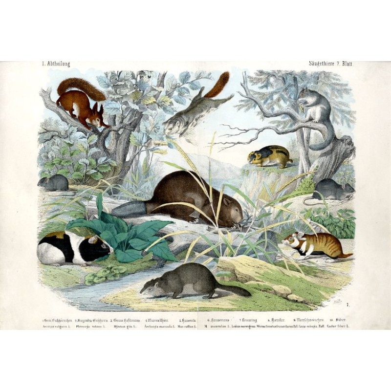 "I. Abtheilung Säugethiere 7. Blatt. 1.Gem. Eichhõrnchen. Seiurus vulgaris. L. 2. Fliegendes Eichhorn. Pteromys volans. L. 3. Gr