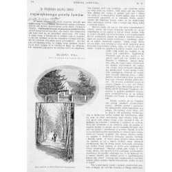 Żelazowa Wola / [1] "ŻELAZOWA WOLA. Dom w którym się urodził Chopin. Aleja ogrodowa, po której Chopin lubił się przechadzać." [