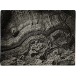 "Jura Częstochowsko-Krakowska. Groty w Sokolich Górach. Nacieki na stropie (tworzenie się stalaktytów) [...]"