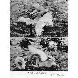 Łabędzie / "A cóż to za maniery... CAF - Uchymiak"