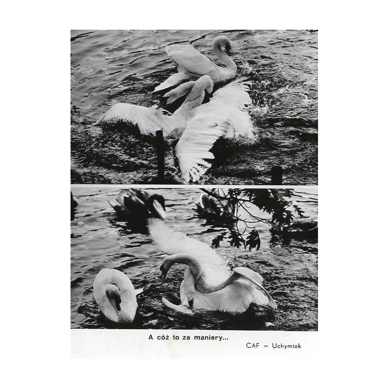 Łabędzie / "A cóż to za maniery... CAF - Uchymiak"