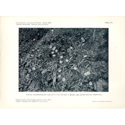 "Sałatnica wschodnio-karpacka (Aposeris foetida Less) w górnym reglu, poniżej połoniny Pożyżewskiej. Według fotografji T. Wilczy