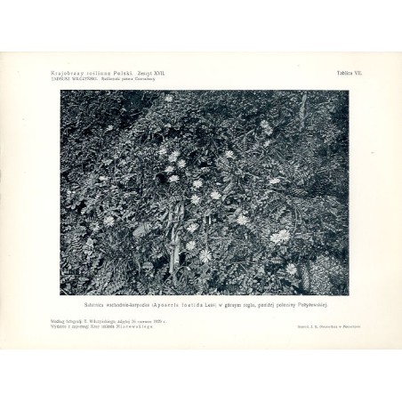 "Sałatnica wschodnio-karpacka (Aposeris foetida Less) w górnym reglu, poniżej połoniny Pożyżewskiej. Według fotografji T. Wilczy