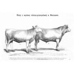 "1. Jałowica litewska, ulepszona w krzyżowaniu z Shorthornami, miesięcy 5, wagi funt. 950, p. Michała Podbereskiego z Wysokiego