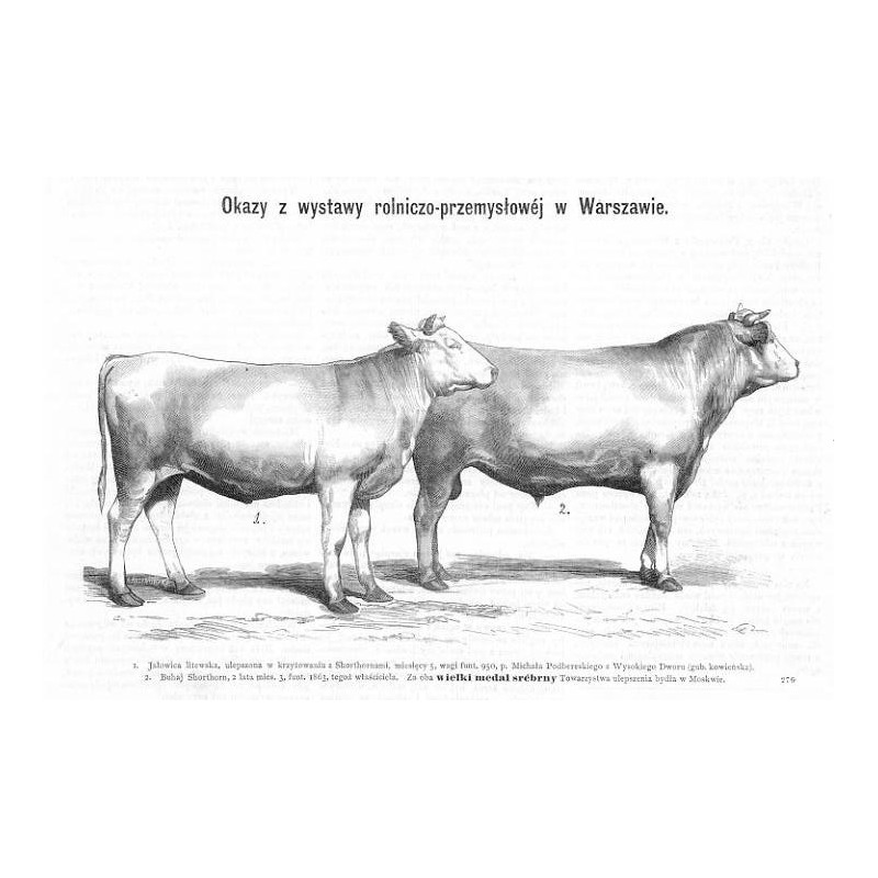 "1. Jałowica litewska, ulepszona w krzyżowaniu z Shorthornami, miesięcy 5, wagi funt. 950, p. Michała Podbereskiego z Wysokiego