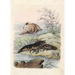 ("Czerwie.") / Kraby